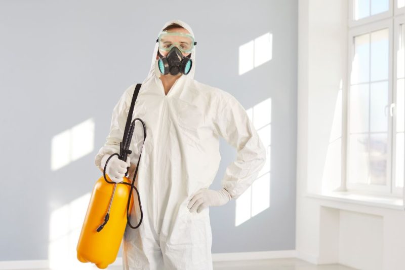 control de plagas de ratas