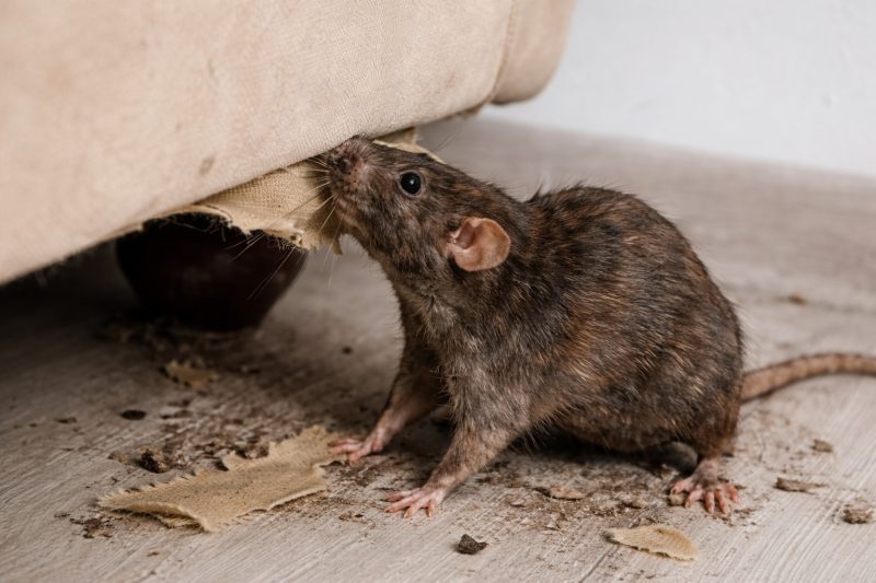 eliminacion-de-ratas (2)