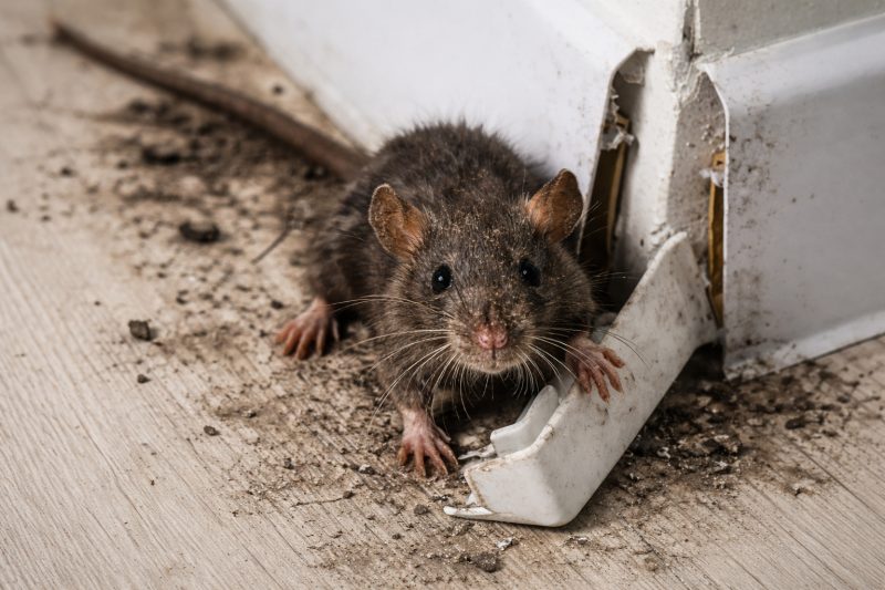 eliminacion-de-ratas
